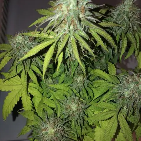 F1 Milkyway in a WAY too small pot