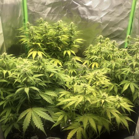 Fat Banana  - RQS - SF1000D times two!