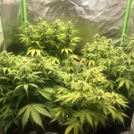 Fat Banana  - RQS - SF1000D times two!