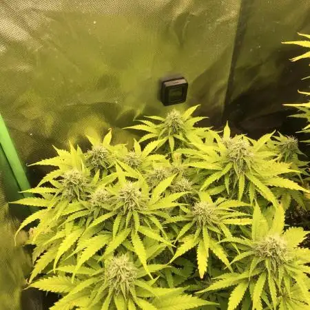 Fat Banana  - RQS - SF1000D times two!