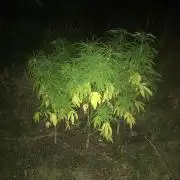 BCN Critical XXL fast fem - GuerillaGrow