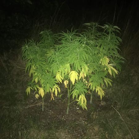 BCN Critical XXL fast fem - GuerillaGrow