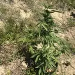 Bubblegum XL Auto - GuerillaGrow