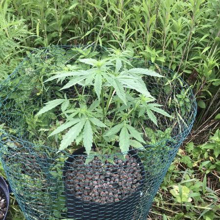Gorilla Cookies Auto - GuerillaGrow 