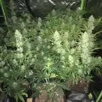 BCN Critical XXL
