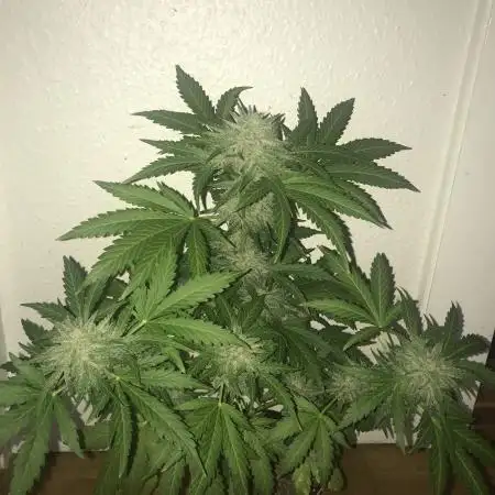 White Cookies Auto - Window Grow