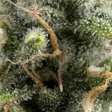 Fat Banana  - RQS - SF1000D times two!