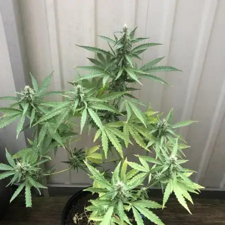 White Widow XXL Auto-Balcony/Window Grow