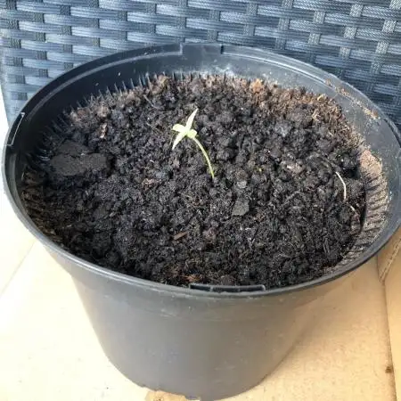 (Mini) Purple Punch Auto balcony/window
