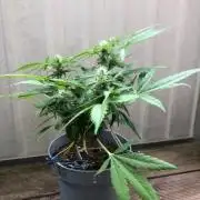 Window/Balcony Grow - Mini plant 2026