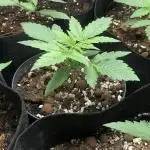 F1 Milkyway in small pot under 100W LED
