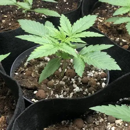 F1 Milkyway in small pot under 100W LED