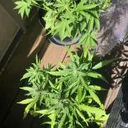 Window/Balcony Grow - Mini plant 2026
