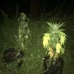 Brutalis Auto - GuerillaGrow