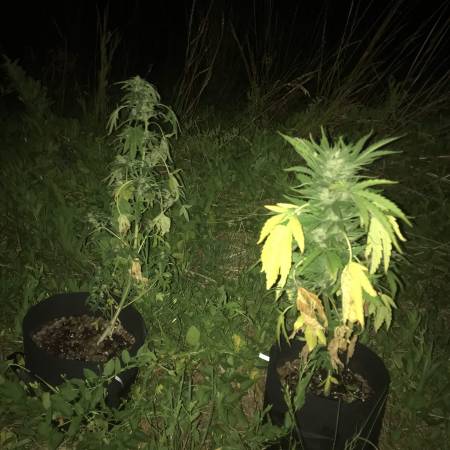 Brutalis Auto - GuerillaGrow