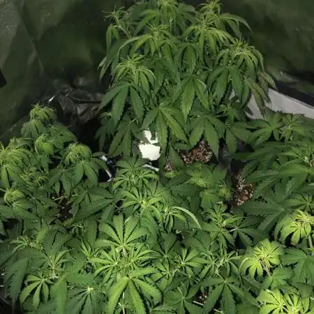 Fat Banana  - RQS - SF1000D times two!