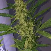 White Widow XXL Auto-Balcony/Window Grow