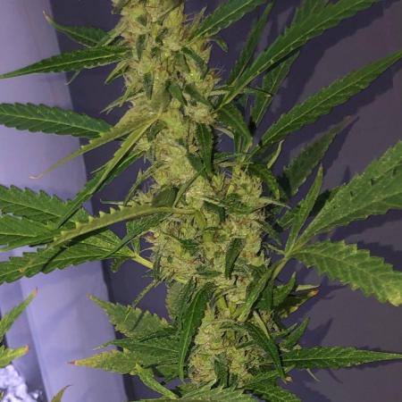 White Widow XXL Auto-Balcony/Window Grow
