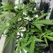 White Widow XXL Auto-Balcony/Window Grow