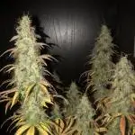 Fat Banana - 100W/200W.