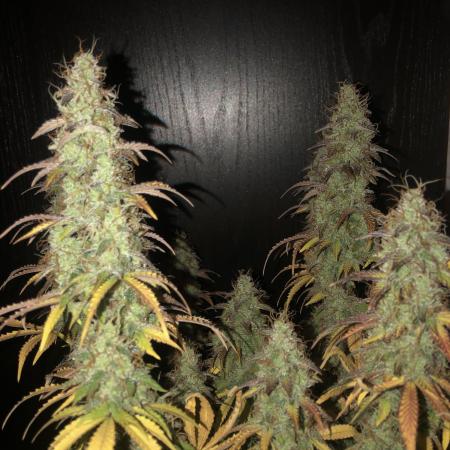 Fat Banana - 100W/200W.