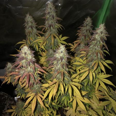 Fat Banana  - RQS - SF1000D times two!