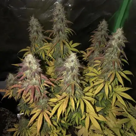 Fat Banana  - RQS - SF1000D times two!