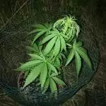 AK47 Auto - GuerillaGrow 