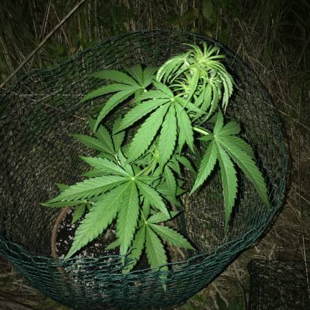 AK47 Auto - GuerillaGrow 