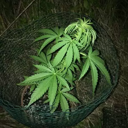 AK47 Auto - GuerillaGrow 