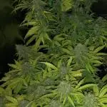 Fat Banana  - RQS - SF1000D times two!