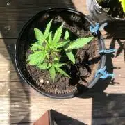 White Widow XXL Auto-Balcony/Window Grow