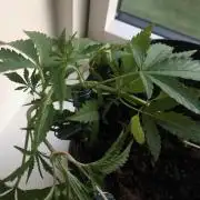 White Widow XXL Auto-Balcony/Window Grow