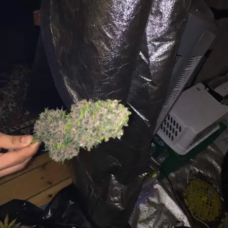 Old grow - Royal Kush auto