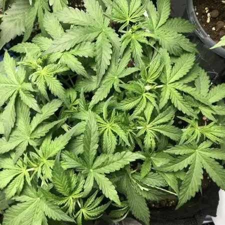 Fat Banana  - RQS - 100W SPIDER FARM