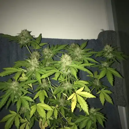 Copenhagen Butter - Window Grow