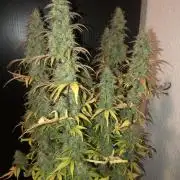 Fat Banana - 100W/200W.