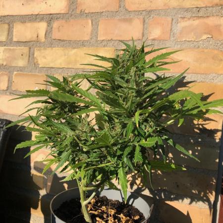 Window/Balcony Grow - Mini plant 2026