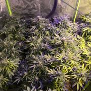 Stardawg - Fast buds - auto/fem. FINISH