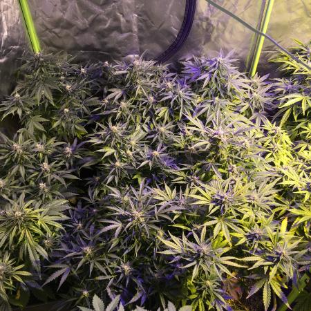 Stardawg - Fast buds - auto/fem. FINISH