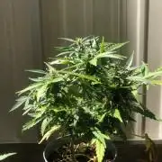 Window/Balcony Grow - Mini plant 2026