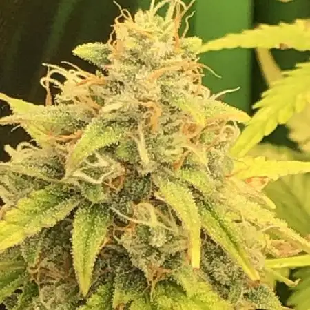Fat Banana  - RQS - SF1000D times two!