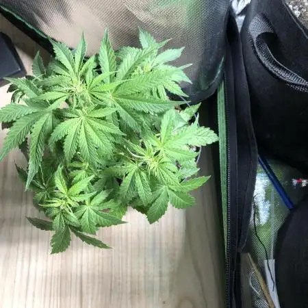 F1 Milkyway in a WAY too small pot
