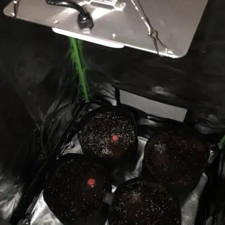 Fat Banana Auto - RQS