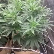 Organic grow in amended Peat mix