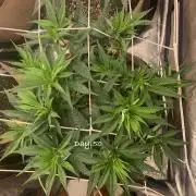 Organic grow in amended Peat mix