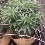 Organic grow in amended Peat mix