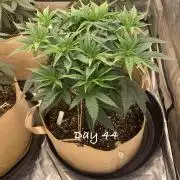 Organic grow in amended Peat mix