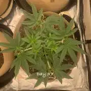 Organic grow in amended Peat mix