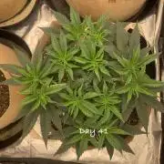 Organic grow in amended Peat mix